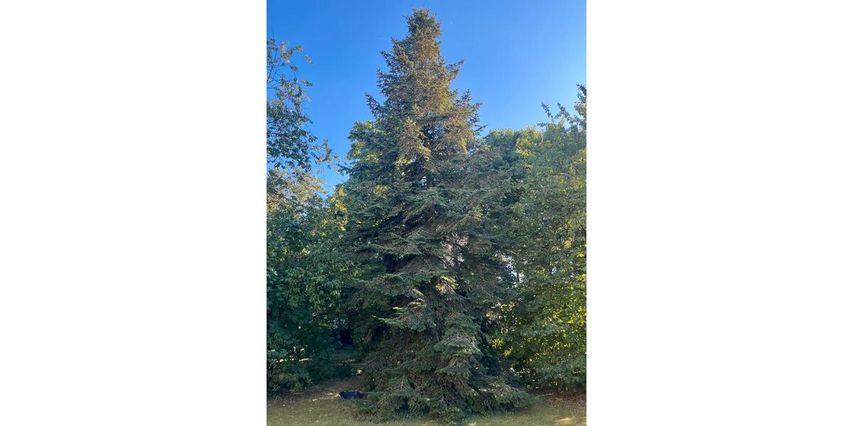 Doppelhaushälfte Mannheim Rheinau - 5 Zimmer, 130 m&sup2;, 520.000&euro; | Angebot:24415612