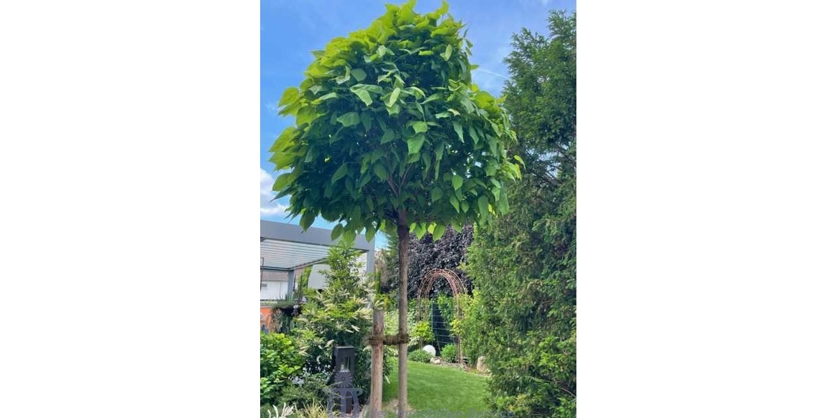 Ihr Altersruhesitz - Traumbungalow in der Metropolregion Rhein - Neckar - Bungalow Lampertheim | Angebot:26882641