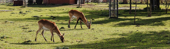 Kurpfalz-Park Wachenheim Pfälzerwald Heidelberg