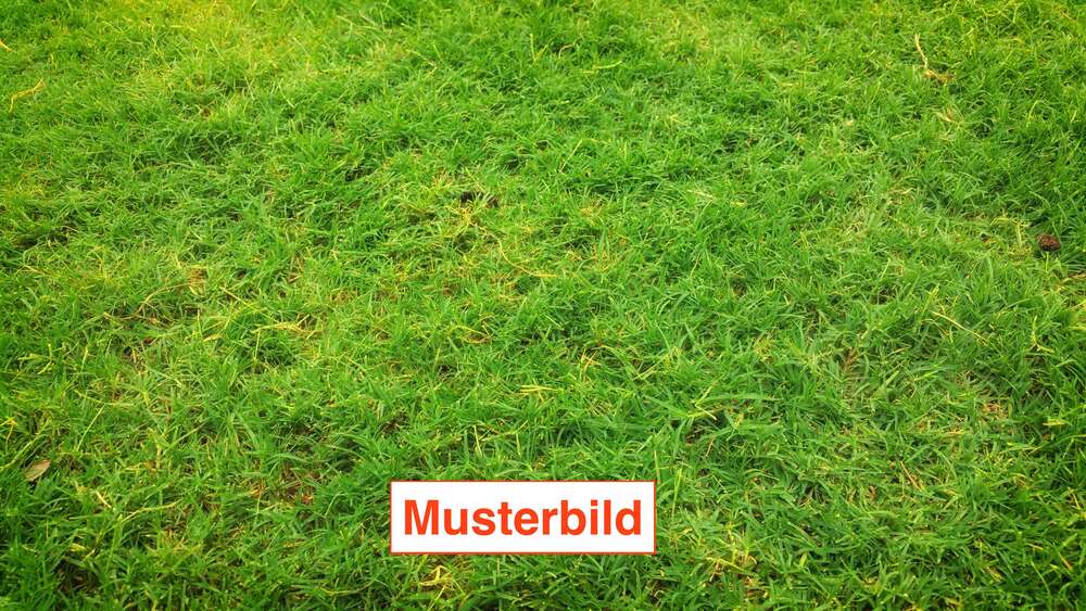 Grundstück Mutterstadt - 355.000&euro; | Angebot:25651964