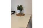 Maisonettenwohnung Ludwigshafen am Rhein Edigheim - 1 Zimmer, 14 m&sup2;, 460&euro; | Angebot:26340251