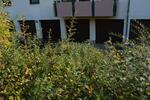 Etagenwohnung Mannheim Gartenstadt - 3 Zimmer, 80 m&sup2;, 310.000&euro; | Angebot:26397001