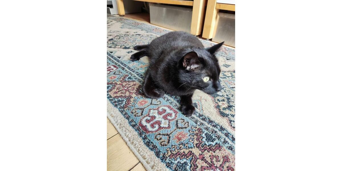 Etagenwohnung Mannheim Gartenstadt - 1 Zimmer, 16 m&sup2;, 450&euro; | Angebot:25269532