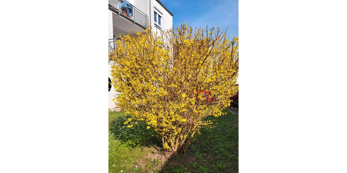 Etagenwohnung Heidelberg Kirchheim - 1 Zimmer, 10 m&sup2;, 700&euro; | Angebot:25087478