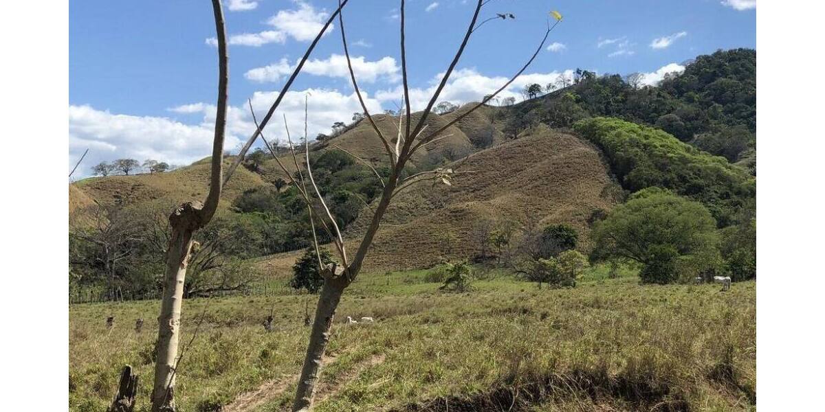 Grundstück in Costa Rica in einer der blauen Zonen der Erde - Grundstück Mannheim Innenstadt | Angebot:6421934